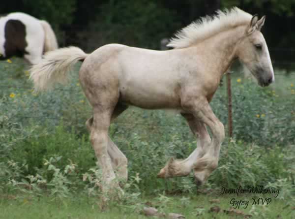 Gypsy Vanner Horse for Sale | Colt | Palamino | War Dance